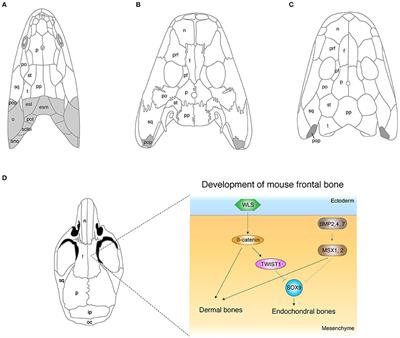 Problems in Fish-to-Tetrapod Transition: Genetic Expeditions Into Old Specimens